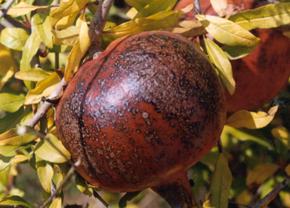 Narda yüksek sıcaklıklar nedeni ile oluşan güneş yanıklığı zararı.